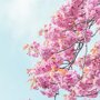 Japanse sierkers bloesem